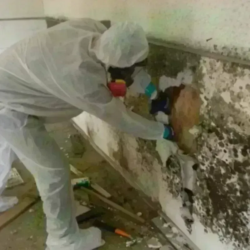 Mold Remediation and Removal in Virginia, IL